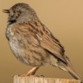 dunnock