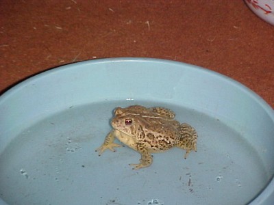 Timothy The Toad in Spa 7-17-06.JPG