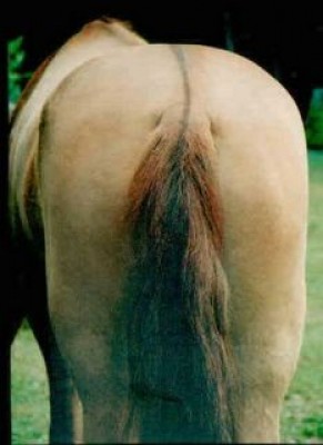 horses_20ass03.jpg