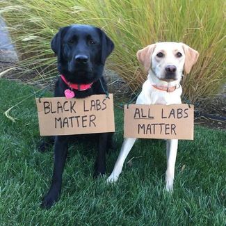 blackLabs.jpg